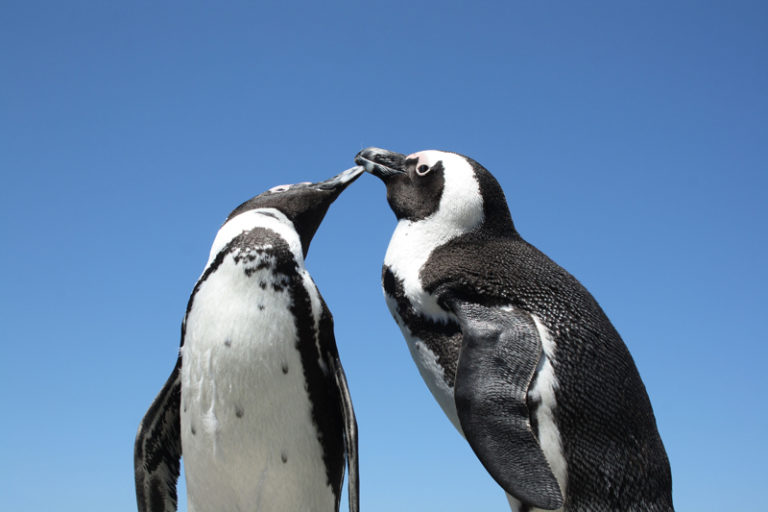 kiss blowing singing penguin